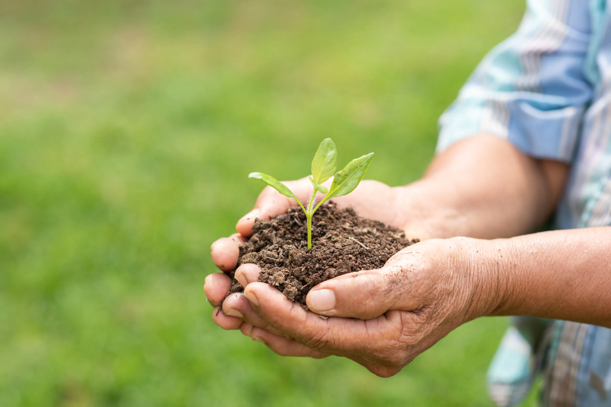 proteção de plantas