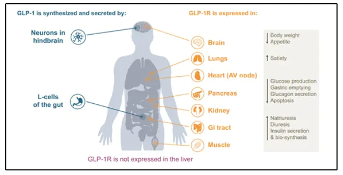 GLP-1